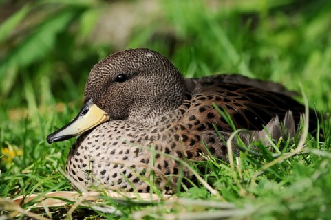 Brown-headed duck or yellow-billed teal (Anas flavirostris), captive, occurring in South America