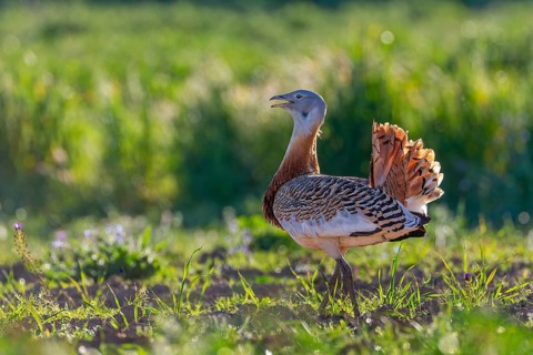 Great bustard (Otis tarda) mating male, heaviest flying bird, La Serena steppe area, Extremadura,