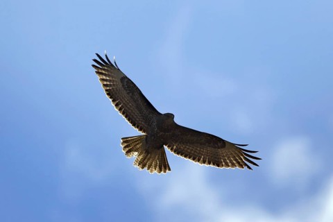 Common buzzard (Buteo buteo) in flight, Germany, Europe