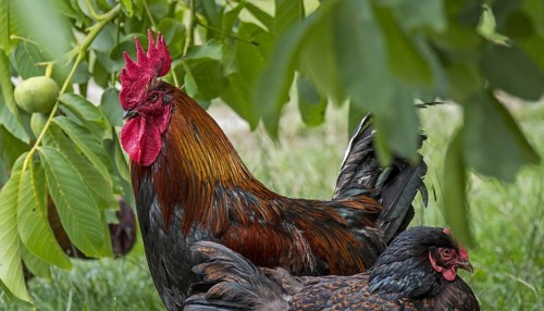 Barnevelder cock and hen, Dutch poultry breed of domestic chicken on free range farm