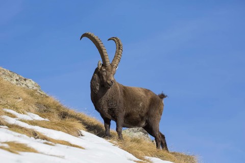 Alpine ibex (Capra ibex) male foraging in the snow on mountain slope in winter in the European Alps