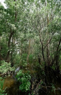 Trees, bushes and shrubs grow in the water on a side arm in the Danube Delta. UNESCO Danube Delta
