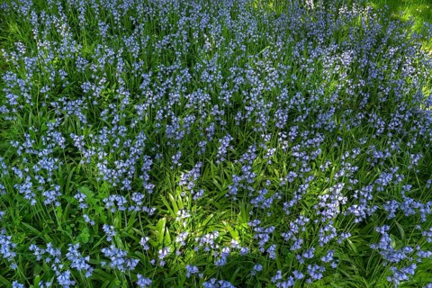 Blooming bluebells (hyacinthoides), Stadtpark Lahr, Baden-Württemberg, Germany, Europe