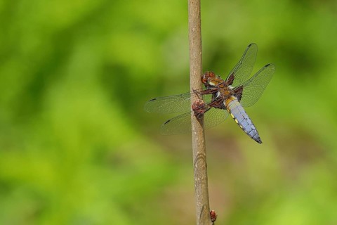 Broad-bodied chaser (Libellula depressa) Male with open wings on plant stem at garden pond, Wilden,