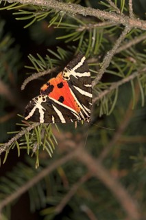 Moth jersey tiger (Euplagia quadripunctaria), Valais, Switzerland, Europe