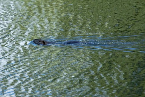 Swimming beaver, Alte Jeetzel, Hitzacker, Elbtalaue, Lower Saxony, Germany, Europe