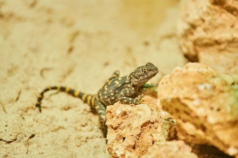 Roughtail rock agama (Laudakia stellio) on a rock, captive, Bavaria, Germany, Europe
