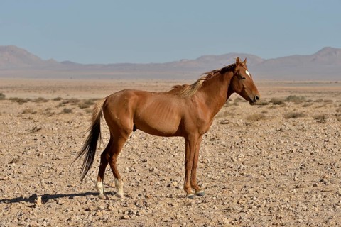 Desert Horses, Namib wild horses or Namib's (Equus ferus) near waterhole Garub, near Aus, Karas