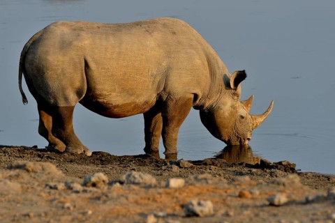 Hook-lipped rhinoceros or Black rhinoceros (Diceros bicornis) drinking at waterhole Chudop, Etosha