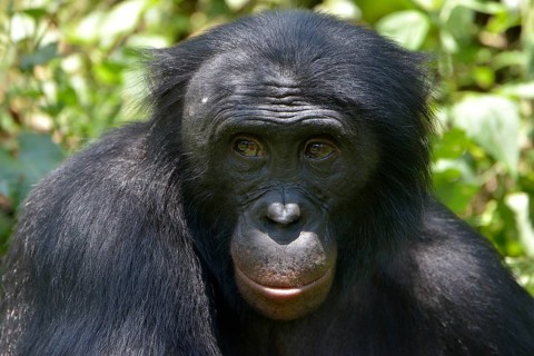 Bonobo (Pan paniscus), portrait, Lola ya Bonobo Sanctuary, Kimwenza, Mont Ngafula, Kinshasa,