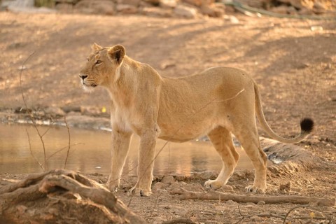 Asiatic Lion (Panthera leo persica), lioness, Gir Forest National Park, Gir Sanctuary, Gujarat,