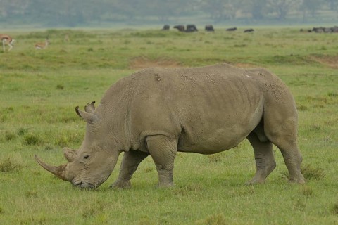 White Rhinoceros or Square-lipped Rhinoceros (Ceratotherium simum), Lake Nakuru National Park, near