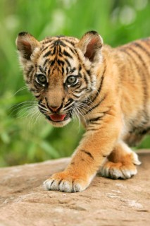 Sumatran tiger (Panthera tigris sumatrae), young