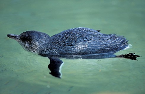 Little penguin (Eudyptula minor), Australia, Oceania