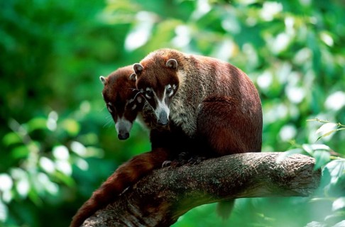 Coati (Nasua narica)