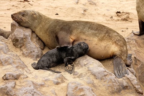 Cape fur seal, female suckling young, Cape Cross, pygmy fur seal, South African fur seal