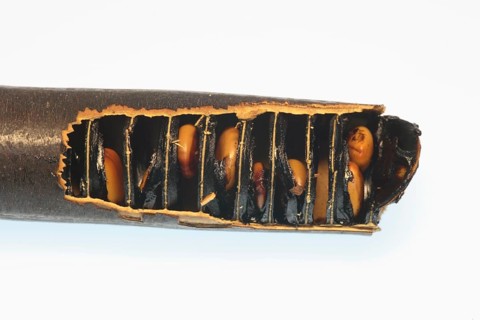 Cassia (Cassia fistula), fruit and seed