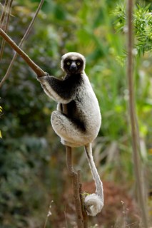 Crowned sifaka, Berenty Private Reserve (Propithecus verreauxi coronatus), Madagascar, Africa
