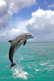 Bottlenose dolphin (Tursiops truncatus), Caribbean, Honduras, Central America