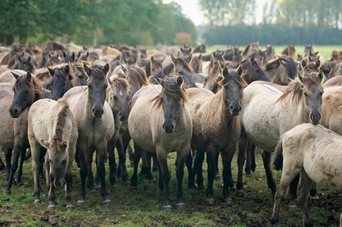 Dülmen wild horses, Merfelder Bruch, Dülmen, North Rhine-Westphalia, Dülmen wild horse, Germany,