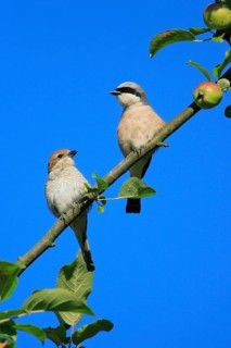 Red-backed Shrike (Lanius collurio), pair, Lower Saxony, Red backed shrike, Germany, Europe