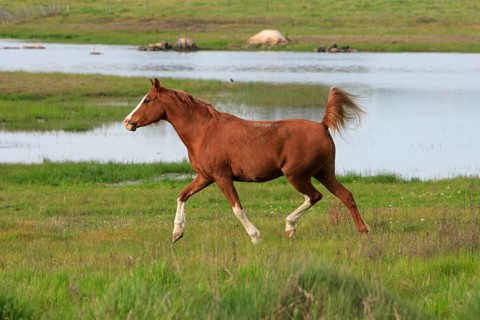 Arabian