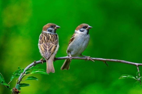 Tree Sparrows (Passer montanus), feldgelings, Lower Saxony, Germany, Europe