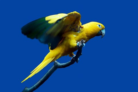 Golden Conure (Aratinga guarouba)
