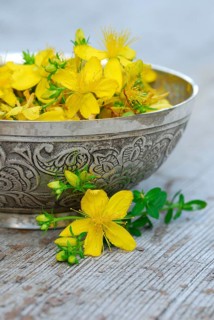 Spotted St. John's wort (Hypericum perforatum) , flowers in bowl