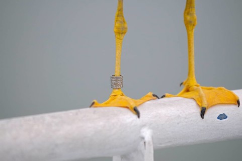 Herring Gull, feet with ring from Arnhem Bird Observatory, Texel Island, North Holland, Netherlands