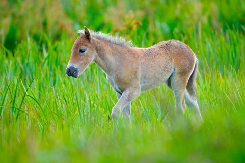 Exmoor pony, foal