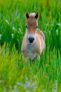 Exmoor pony, foal