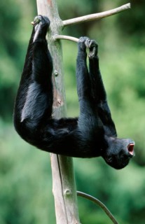 Black Spider Monkey, male (Ateles paniscus)