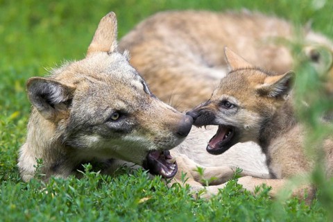 Wolf with cub (Canis lupus)