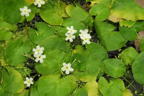 Nymphoides (Nymphoides ezannoi) ember skin