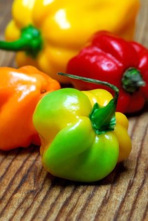Habanero (Capsicum chinense) chili, chili