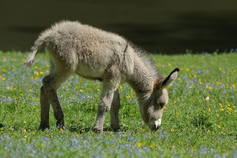 House-donkey, foal