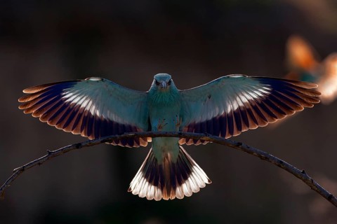 European Roller, Bulgaria (Caracias garrulus)