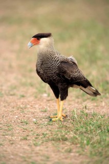Common caracara, southern crested caracara (Polyborus plancus), Hooded caracara, Brazil, South