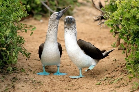 Blue-footed Boobies (Sula nebouxii), pair, Galapagos Islands, Ecuador, South America