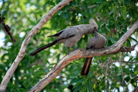 Go-away Bird feeding young, Kruger national park, South Africa, Grey Lourie (Corythaixoides