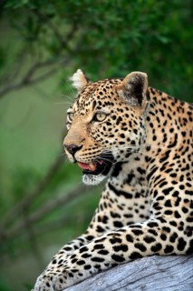 African Leopard (Panthera pardus), Sabi Sabi Private Game Reserve, South Africa, Africa