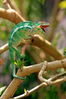 Giant chameleon, female, Madagascar malagasy giant chameleon (Furcifer oustaleti), Madagascar,
