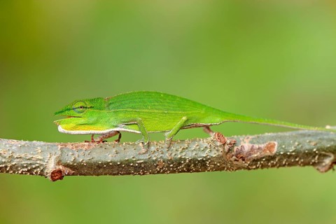 Perinet chameleon (Calumma gastrotaenia), female, perinet chameleon, page, Madagascar, Africa