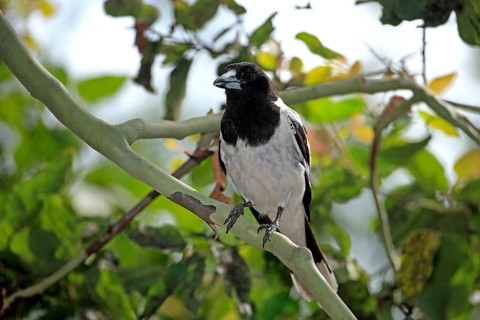 Pied Butcherbird (Cracticus nigrogularis), Australia, Black-throated Butcherbird, Black-throated