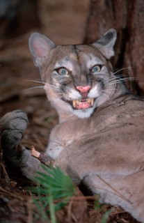 Florida panther (Felis concolor coryi)