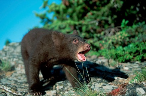 American black bear (Ursus americanus)