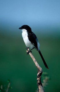 Long-tailed fiscal (Lanius cabanisi), Kruger National Park, South Africa, cabanis shrike, animals,