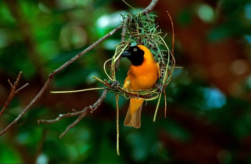 Lesser Masked Weaver (Ploceus intermedius), male building nest, Kruger national park, South_Africa