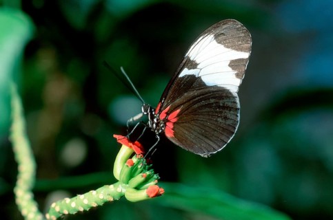 Postman butterfly (Heliconius melpomene), page, Costa Rica, Central America